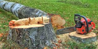 Best Stump Grinding and Removal  in Quail Creek, TX