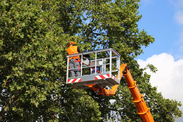 Best Storm Damage Tree Cleanup  in Quail Creek, TX