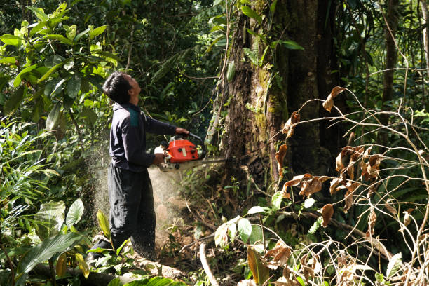 Best Tree Preservation Services  in Quail Creek, TX