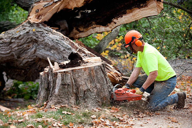 Best Tree Cabling and Bracing  in Quail Creek, TX