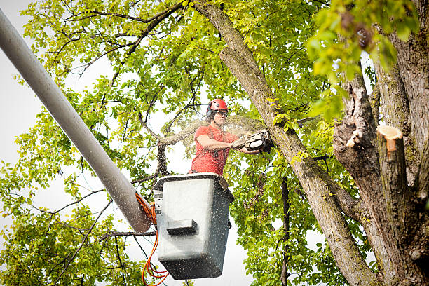 Best Palm Tree Trimming  in Quail Creek, TX