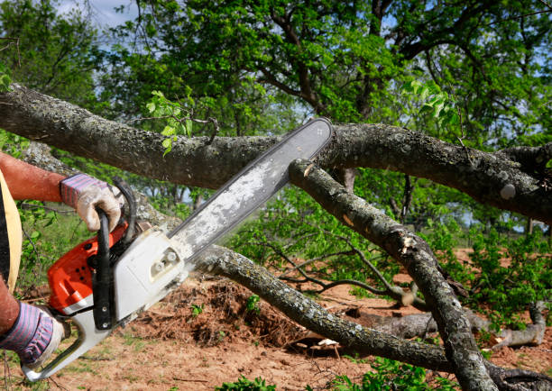 Best Tree Maintenance Programs  in Quail Creek, TX